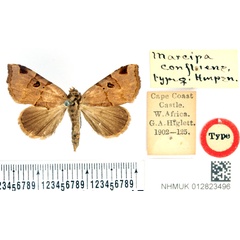 /filer/webapps/moths/media/images/C/confluens_Marcipa_PLT_BMNH.jpg