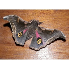 /filer/webapps/moths/media/images/G/goniata_Ludia_AM_Landeck.jpg