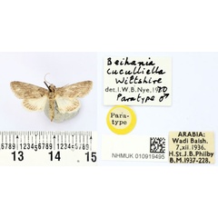 /filer/webapps/moths/media/images/C/cuculliella_Beihania_PTM_BMNH.jpg