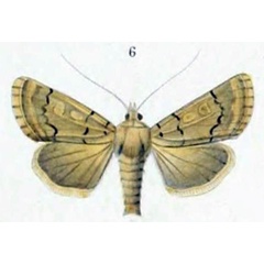 /filer/webapps/moths/media/images/D/devota_Agrotis_ST_Christoph_1884_7-6.jpg