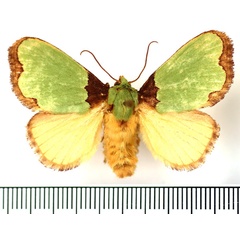 /filer/webapps/moths/media/images/U/urda_Latoia_AF_BMNH_01.jpg