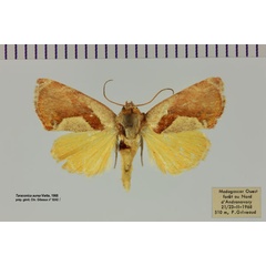 /filer/webapps/moths/media/images/A/aurea_Taraconica_AM_MNHN.jpg