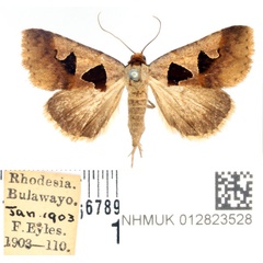 /filer/webapps/moths/media/images/A/atripuncta_Anoba_AF_BMNH_01.jpg
