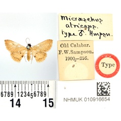 /filer/webapps/moths/media/images/A/atriceps_Enispa_HT_BMNH.jpg