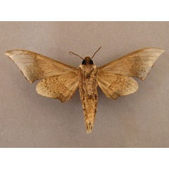 /filer/webapps/moths/media/images/A/affinis_Polyptychus_A_Baron_02.jpg