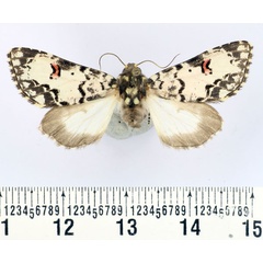 /filer/webapps/moths/media/images/C/cliens_Polytela_AF_BMNH_02.jpg