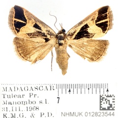 /filer/webapps/moths/media/images/I/inscripta_Parafodina_AF_BMNH_02.jpg