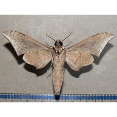 /filer/webapps/moths/media/images/R/retusus_Polyptychus_A_Goff_02.jpg