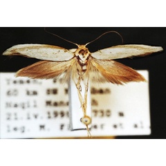 /filer/webapps/moths/media/images/S/sordidella_Haploscythris_HT_ZMUC.jpg
