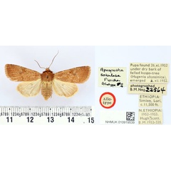/filer/webapps/moths/media/images/S/sabulosa_Apospasta_AT_BMNH.jpg