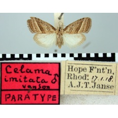 /filer/webapps/moths/media/images/I/imitata_Celama_PTM_TMSA.jpg