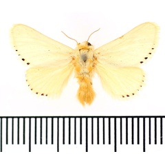 /filer/webapps/moths/media/images/F/farouki_Coenobasis_AF_BMNH.jpg