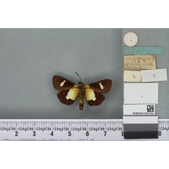 /filer/webapps/moths/media/images/V/virguncula_Eusemia_HT_BMNHb.jpg