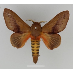 /filer/webapps/moths/media/images/M/mesoleuca_Pallastica_AM_Basquin_01.jpg