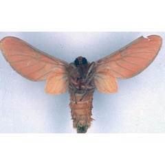 /filer/webapps/moths/media/images/G/germana_Balacra_HT_BMNH_02.jpg