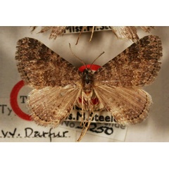 /filer/webapps/moths/media/images/S/steeleae_Xanthorhoe_HT_BMNH.jpg