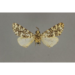 /filer/webapps/moths/media/images/W/wichgrafi_Alpenus_HT_BMNH.jpg