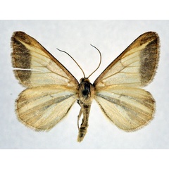/filer/webapps/moths/media/images/T/turbulentata_Chiasmia_AM_NHMO.jpg