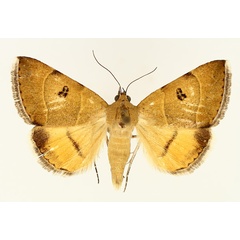 /filer/webapps/moths/media/images/L/lutosa_Plecopterodes_AM_TMSA_02.jpg