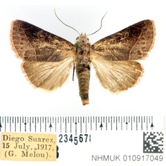 /filer/webapps/moths/media/images/S/sarodrano_Diadocis_AF_BMNH.jpg
