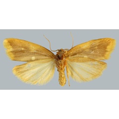 /filer/webapps/moths/media/images/A/albipicta_Mimulosia_AT_MNHNb.jpg