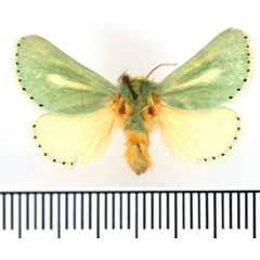 /filer/webapps/moths/media/images/A/argentilinea_Coenobasis_AF_BMNH.jpg