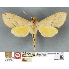 /filer/webapps/moths/media/images/D/delicatus_Polyptychus_HT_BMNH.jpg