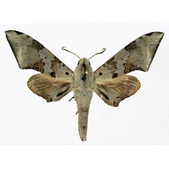 /filer/webapps/moths/media/images/M/murinus_Polyptychus_AM_Basquin.jpg