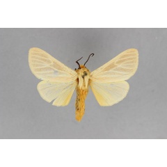 /filer/webapps/moths/media/images/M/milloti_Toulgarctia_AM_BMNH.jpg