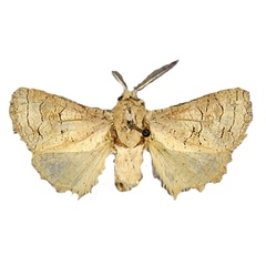 /filer/webapps/moths/media/images/O/ochracea_Afroarabiella_HT_BMNH.jpg