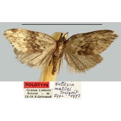 /filer/webapps/moths/media/images/M/matilei_Viettesia_HT_MNHN.jpg