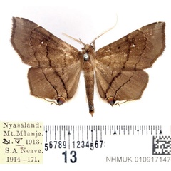 /filer/webapps/moths/media/images/N/nysa_Gracilodes_AM_BMNH.jpg