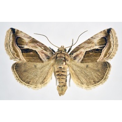 /filer/webapps/moths/media/images/C/cumalinea_Eustrotia_AM_NHMO.jpg