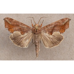 /filer/webapps/moths/media/images/P/provocans_Oraesia_A_Butler.jpg