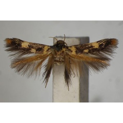 /filer/webapps/moths/media/images/T/trichodora_Stathmopoda_A_BMNH.jpg