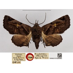 /filer/webapps/moths/media/images/E/ethiopica_Bombotelia_PT_NHMUK_01.jpg