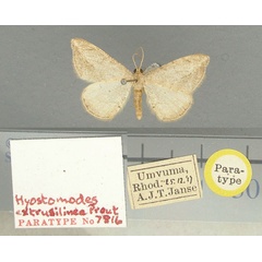 /filer/webapps/moths/media/images/E/extrusilinea_Hyostomodes_PT_TMSA.jpg