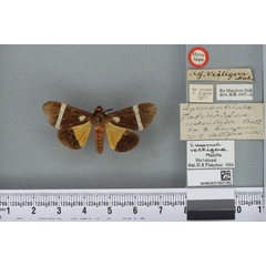 /filer/webapps/moths/media/images/V/vectigera_Fodinoidea_HT_BMNHa.jpg