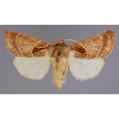 /filer/webapps/moths/media/images/W/watersi_Diparopsis_A_RMCA_01.jpg