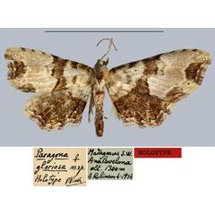 /filer/webapps/moths/media/images/G/gloriosa_Paragona_HT_MNHN.jpg