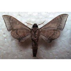/filer/webapps/moths/media/images/C/choveti_Neopolyptychus_AM_Basquin_01b.jpg