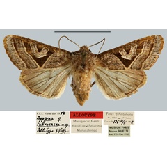 /filer/webapps/moths/media/images/S/subrosacea_Appana_AT_MNHN.jpg