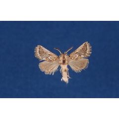 /filer/webapps/moths/media/images/H/heringi_Arbelodes_AM_ZSM.jpg