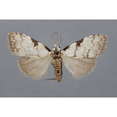 /filer/webapps/moths/media/images/P/patricia_Meganola_A_BMNH.jpg