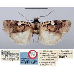 /filer/webapps/moths/media/images/C/cyclophora_Euxootera_HT_BMNH.jpg