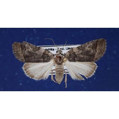 /filer/webapps/moths/media/images/R/recurrens_Proruaca_AF_Schellhorn.jpg