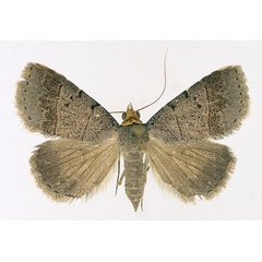 /filer/webapps/moths/media/images/M/melalepis_Plecoptera_AF_TMSA_02.jpg