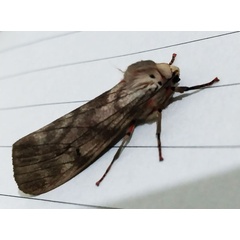 /filer/webapps/moths/media/images/R/rhodophaea_Teracotona_A_Akite_02.jpg