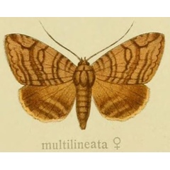 /filer/webapps/moths/media/images/M/multilineata_Naxia_AF_Seitz_29_d.jpg
