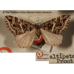 /filer/webapps/moths/media/images/A/altipeta_Larentia_HT_BMNH.jpg